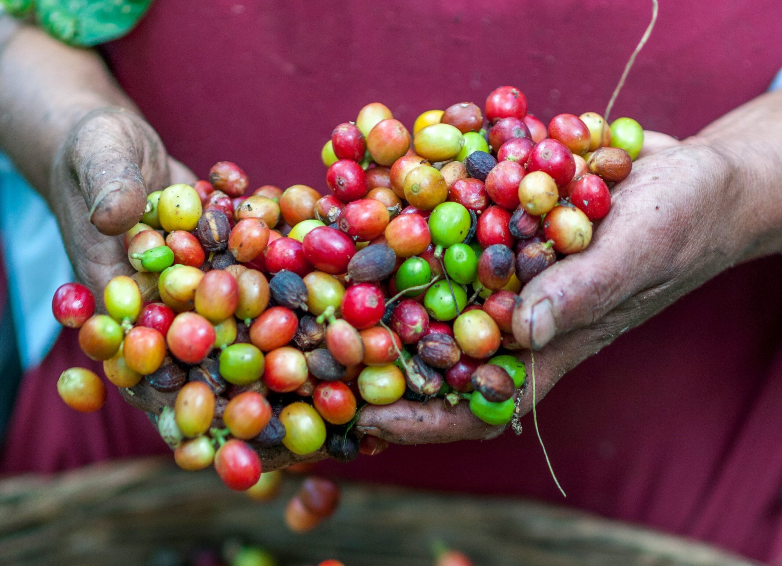 Coffee in el salvador