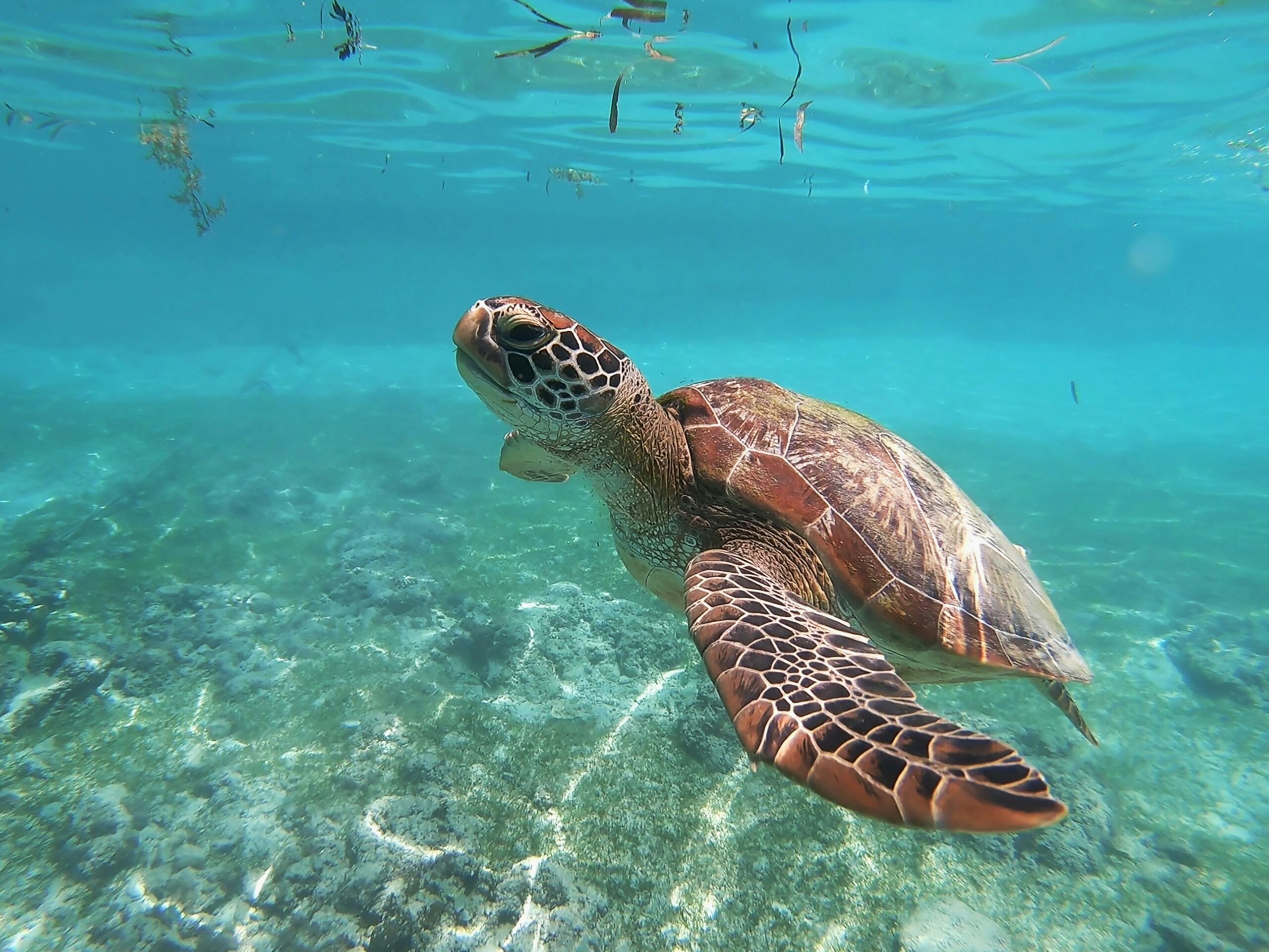 Sea turtles Tyrona National Park Colombia